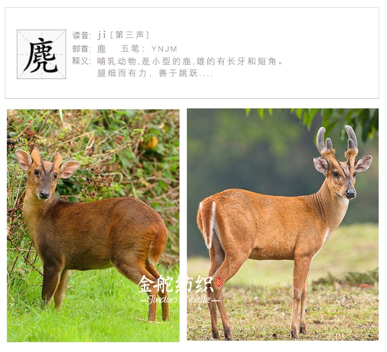 麂皮絨是什么面料?